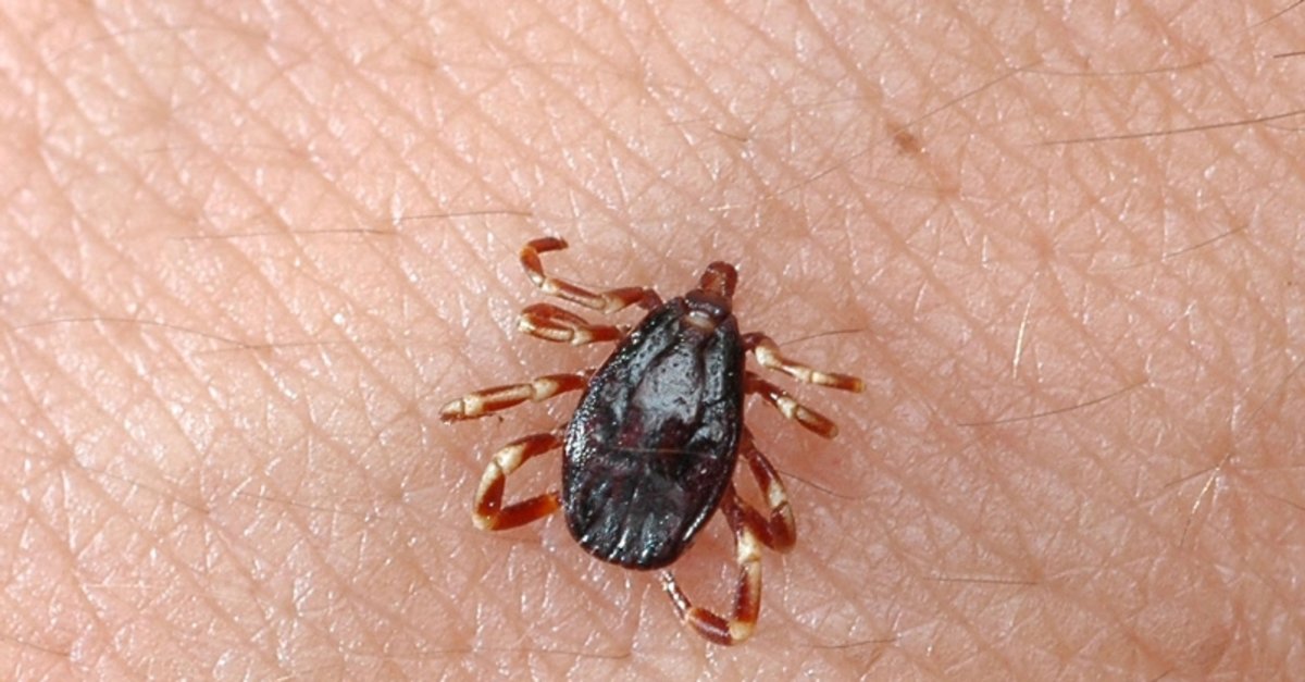 KIRIM KONGO KANAMALI ATEŞ (KKKA) EĞİTİMİ